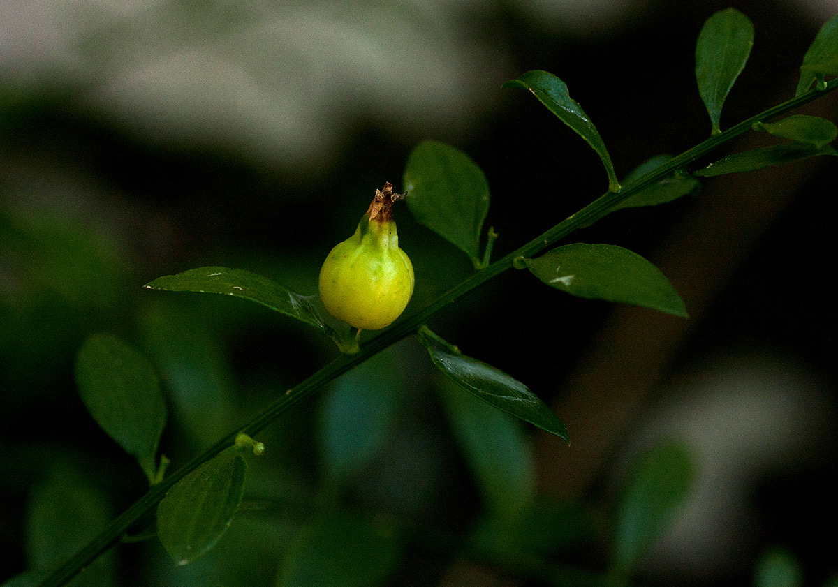 Osyridicarpos schimperianus Osyridicarpos schimperianus