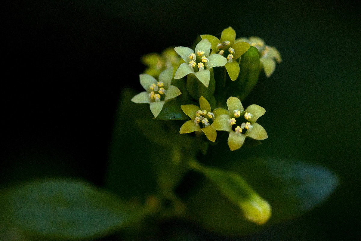 Osyridicarpos schimperianus Osyridicarpos schimperianus