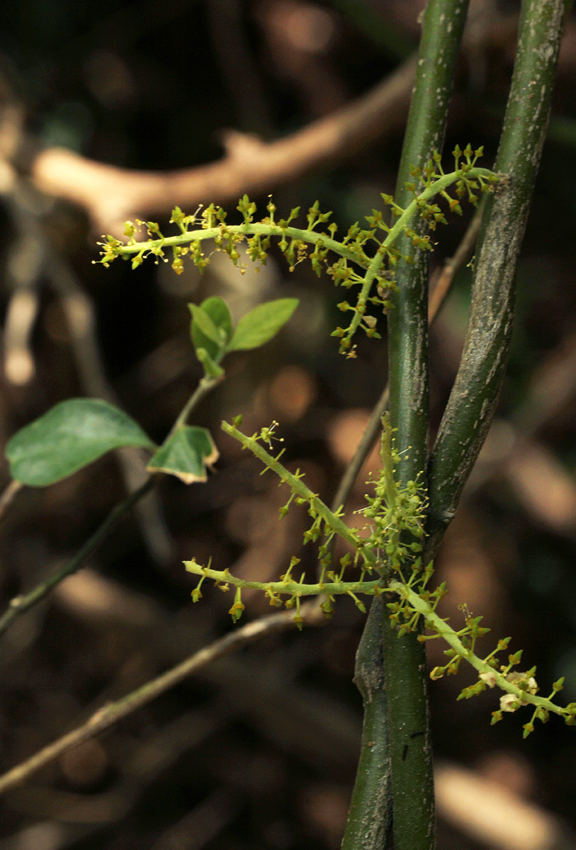 Opilia amentacea Opilia amentacea
