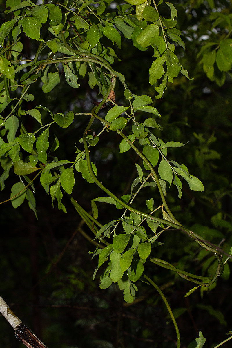 Opilia amentacea Opilia amentacea