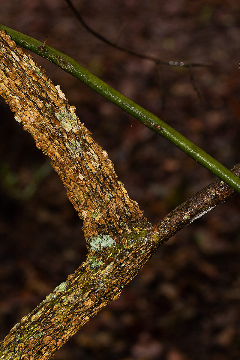 Opilia amentacea Opilia amentacea