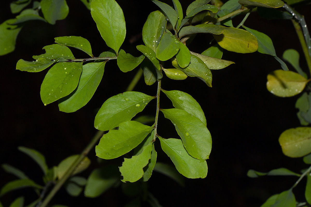 Opilia amentacea Opilia amentacea