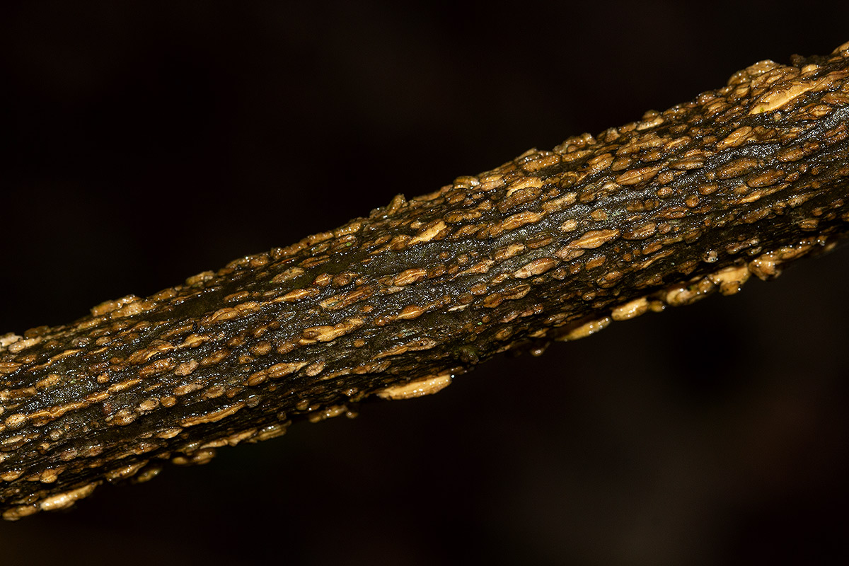 Opilia amentacea Opilia amentacea