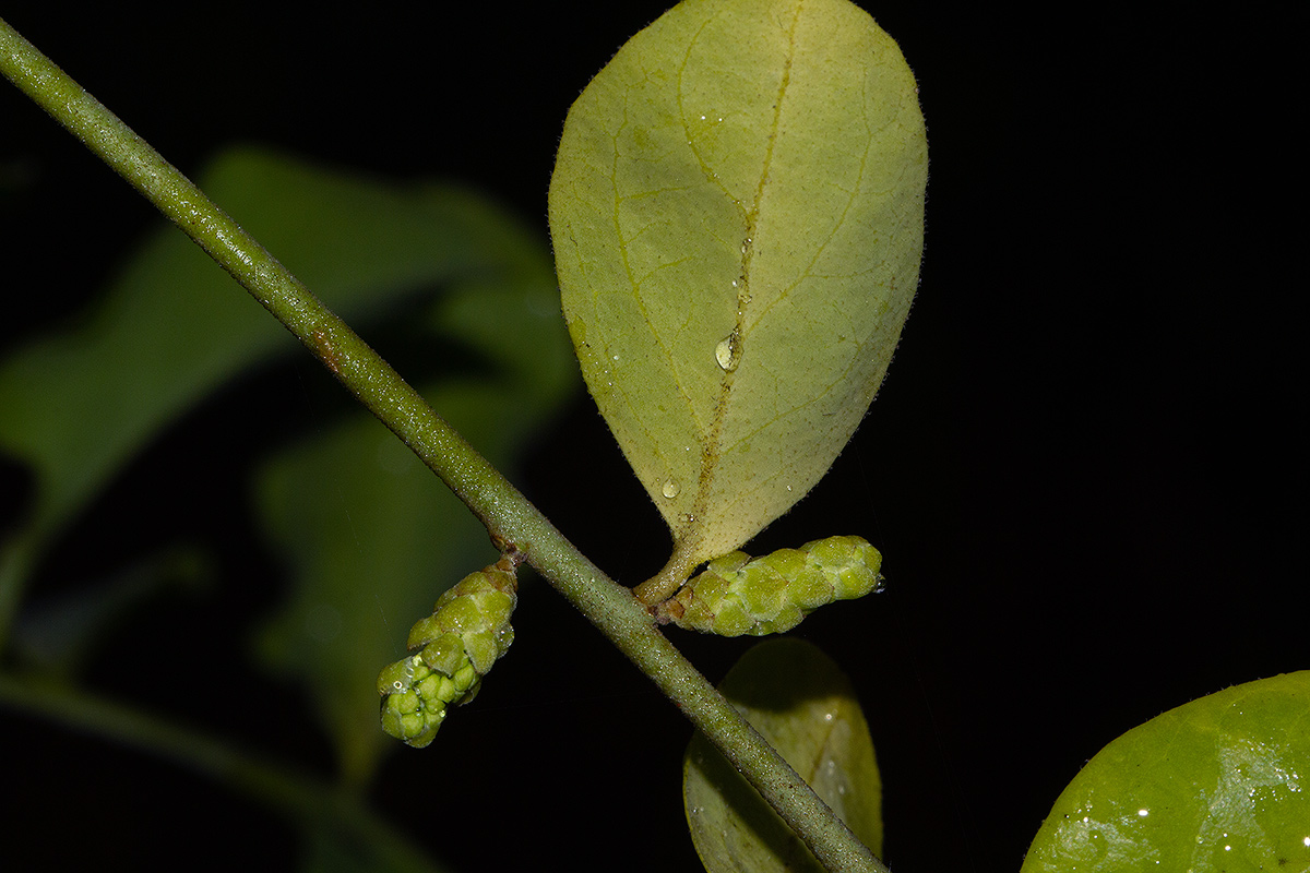 Opilia amentacea Opilia amentacea