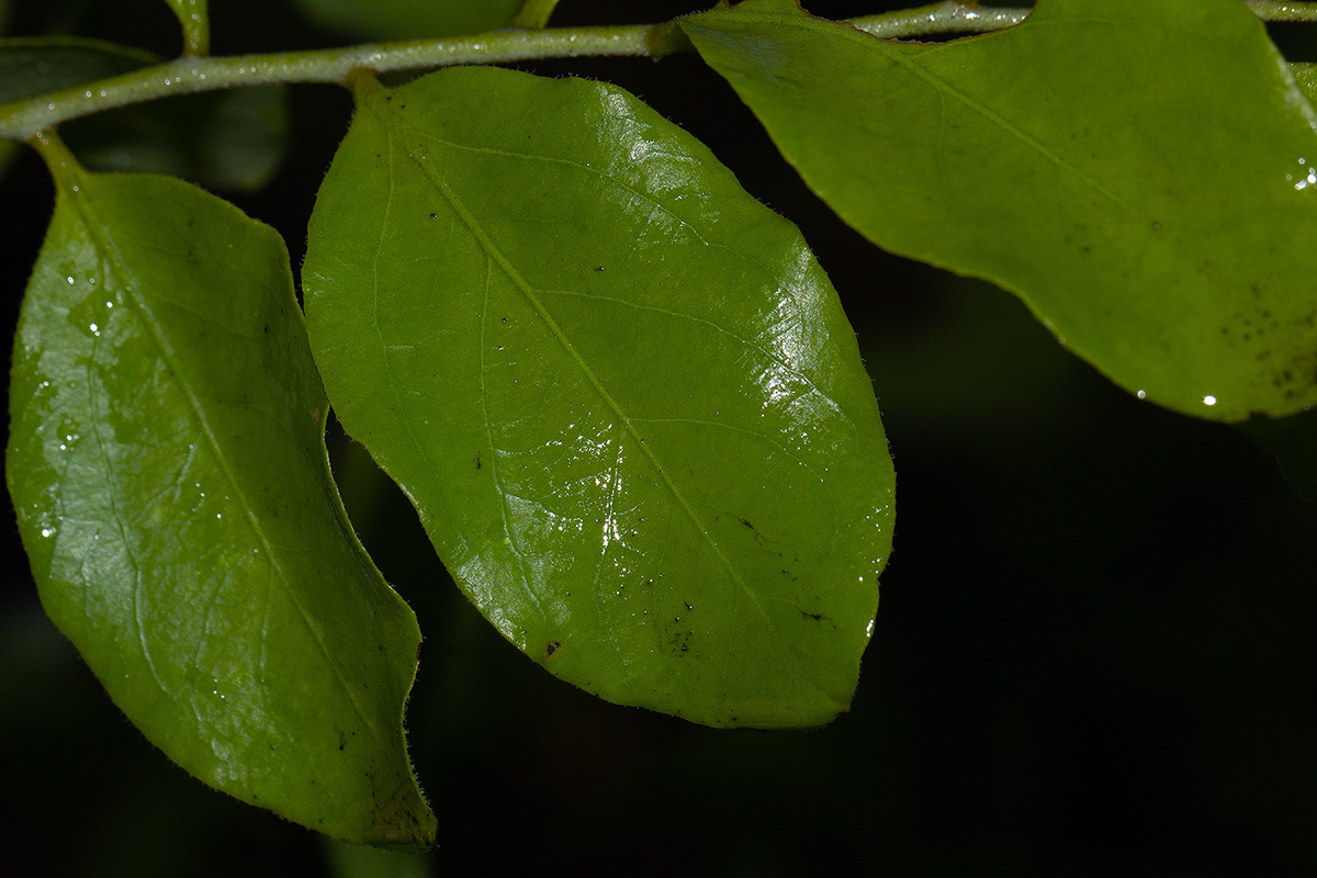 Opilia amentacea Opilia amentacea