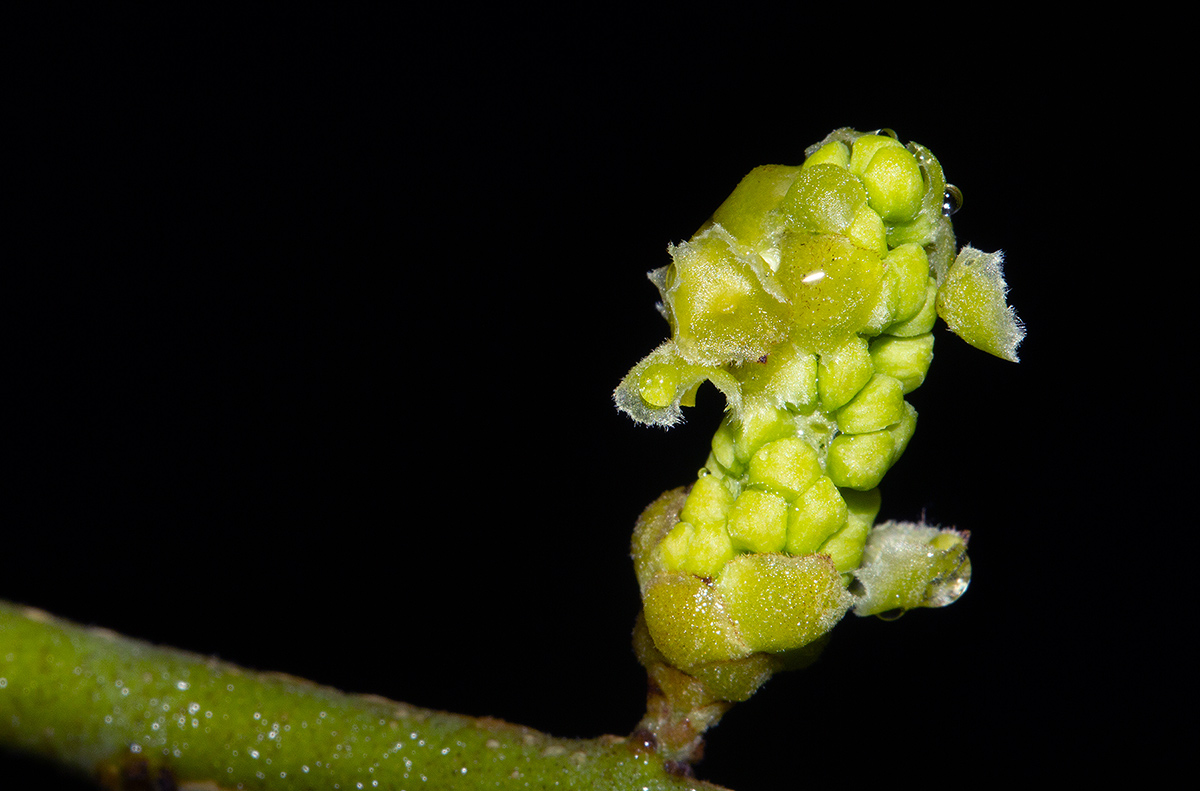 Opilia amentacea Opilia amentacea