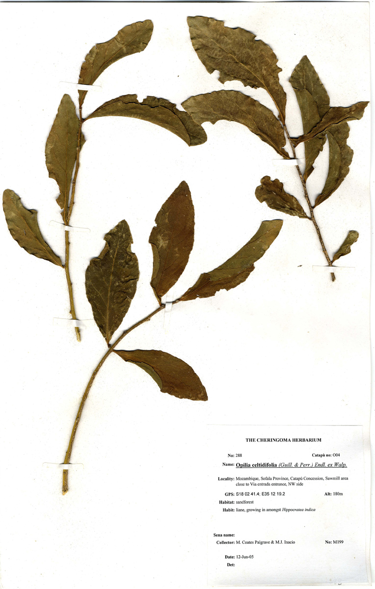 Opilia amentacea Opilia amentacea