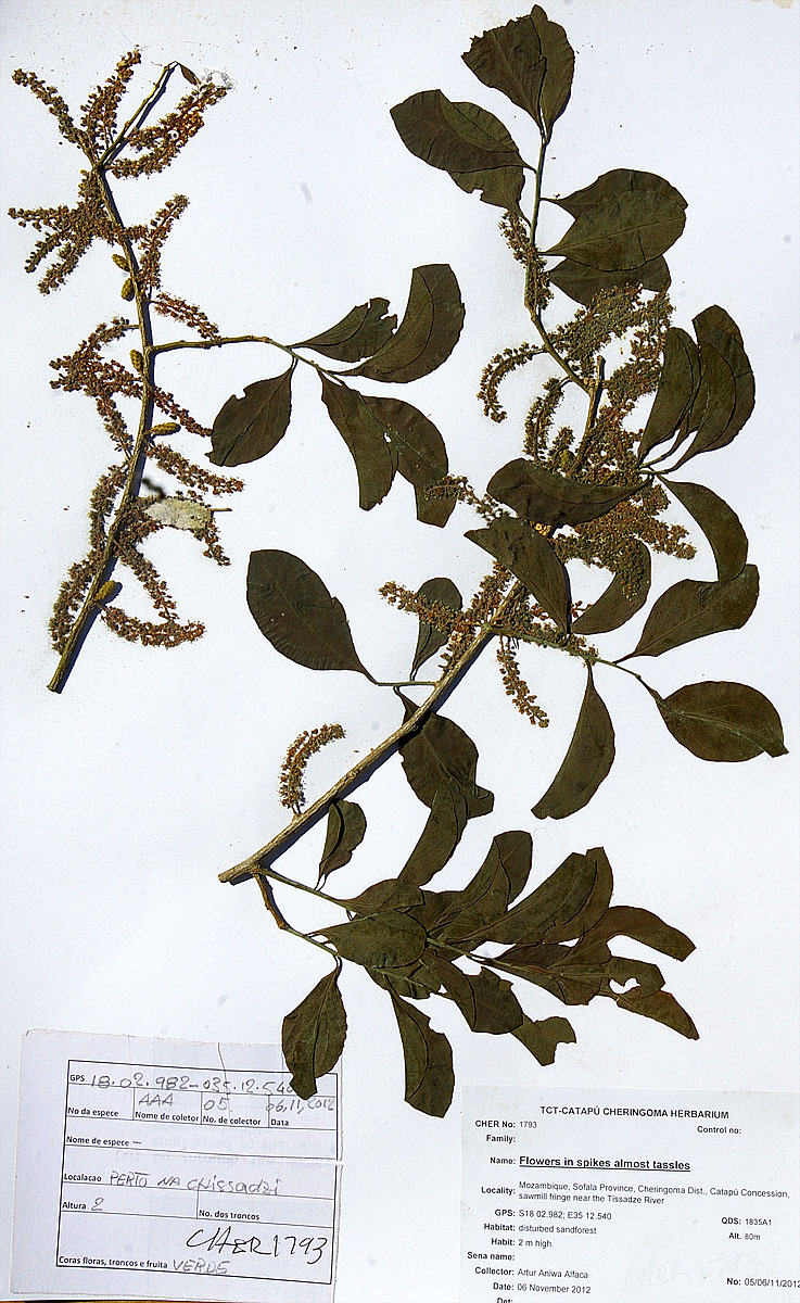 Opilia amentacea Opilia amentacea