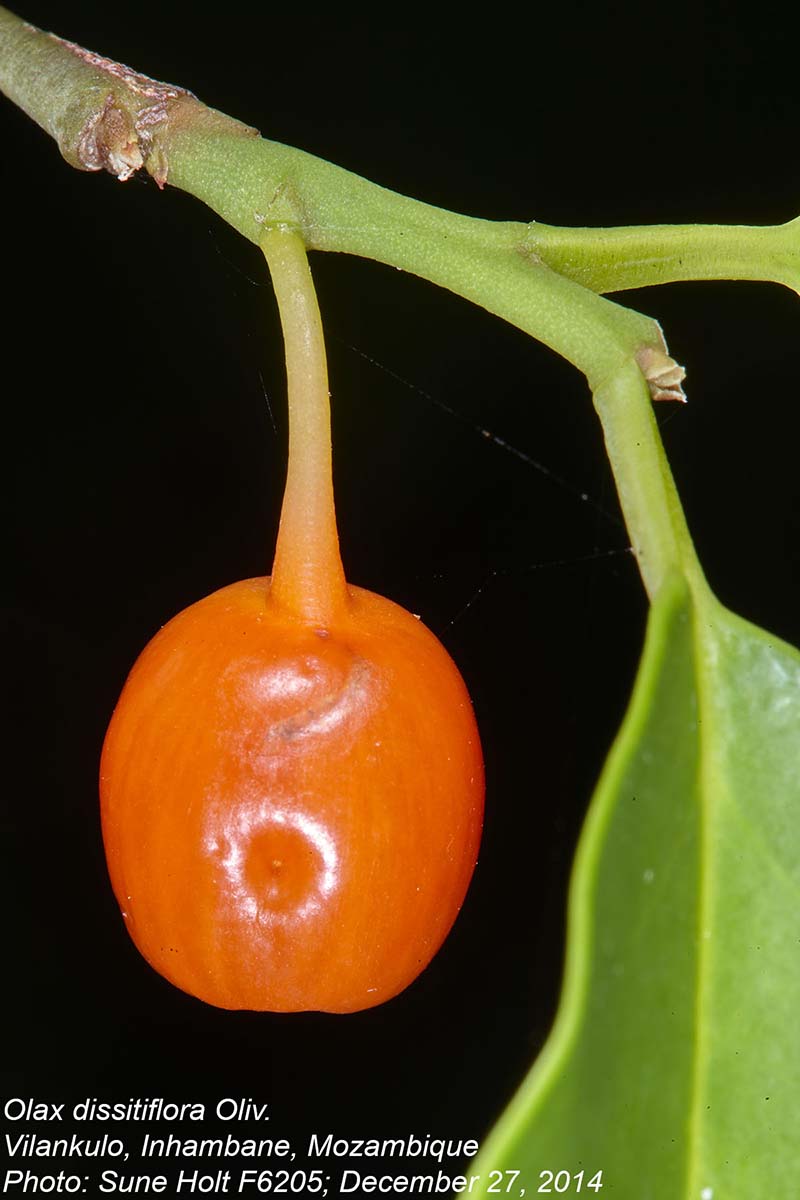 Olax dissitiflora Olax dissitiflora