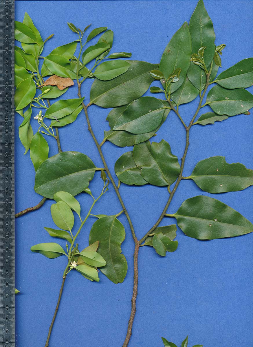 Olax dissitiflora Olax dissitiflora