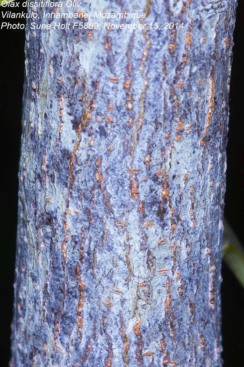 Olax dissitiflora Olax dissitiflora