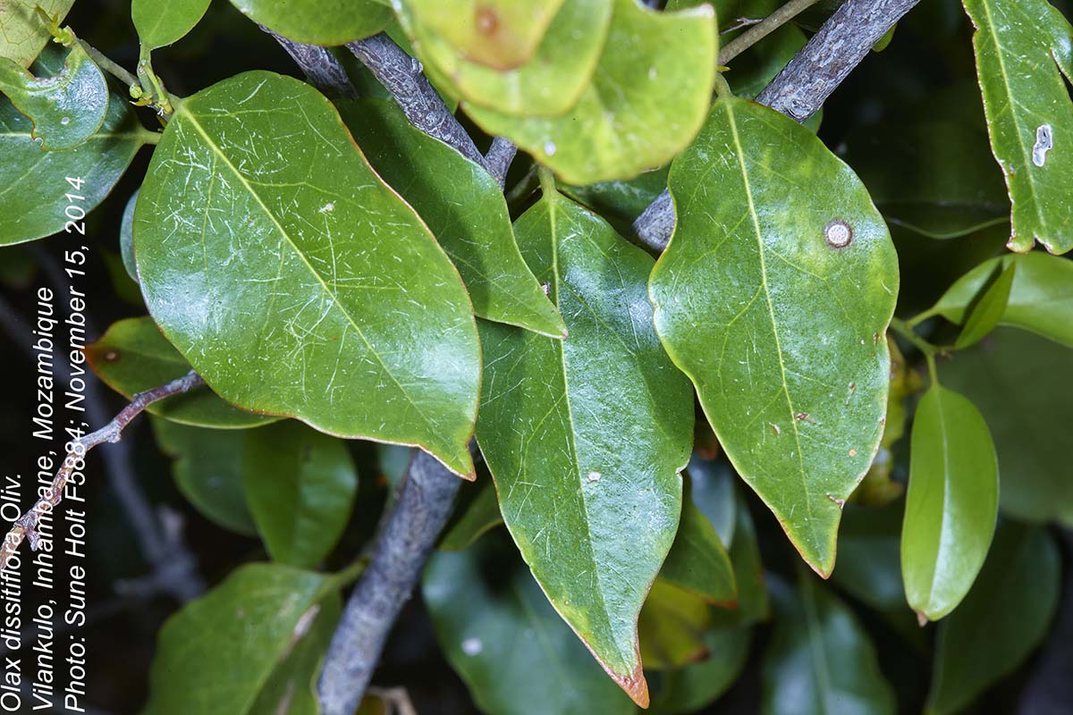 Olax dissitiflora Olax dissitiflora