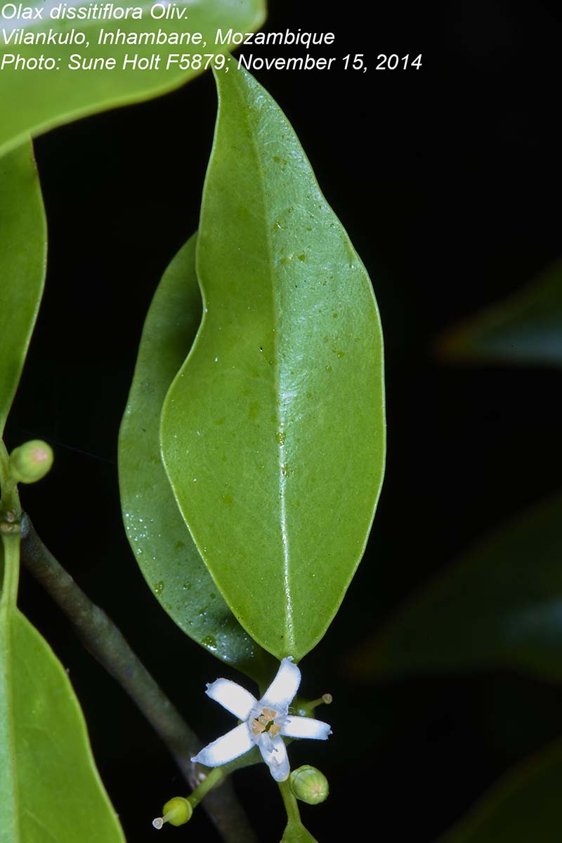 Olax dissitiflora Olax dissitiflora