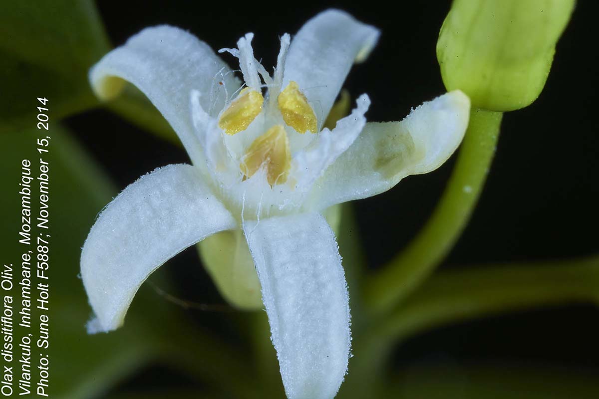 Olax dissitiflora Olax dissitiflora