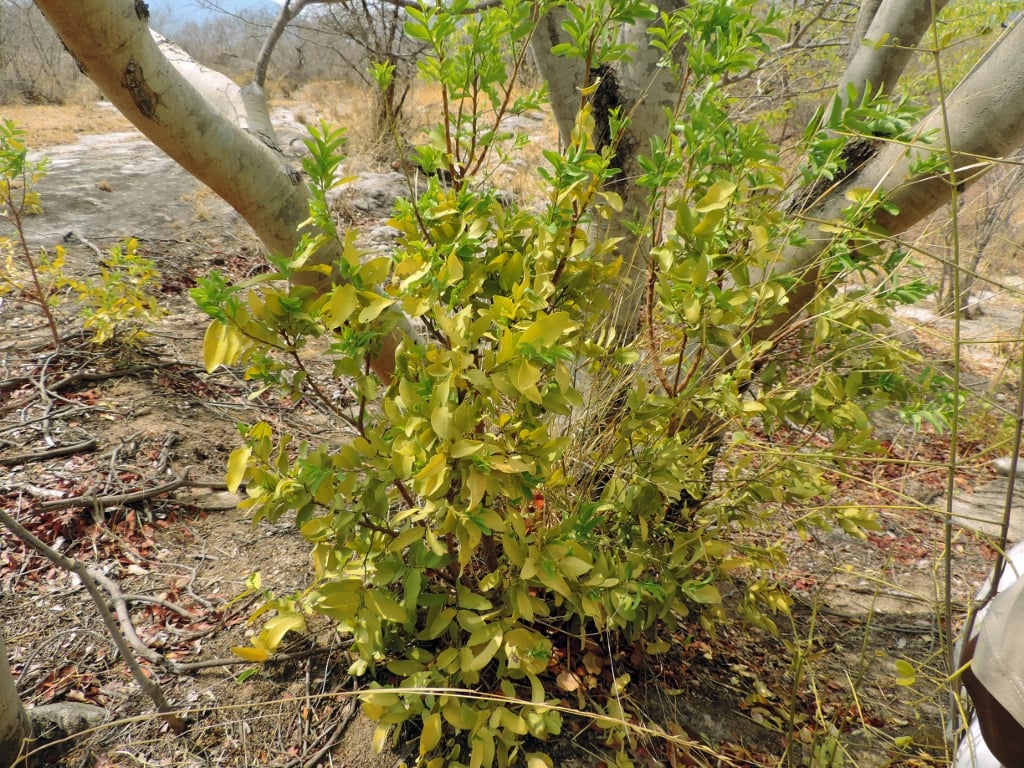 Olax obtusifolia Olax obtusifolia