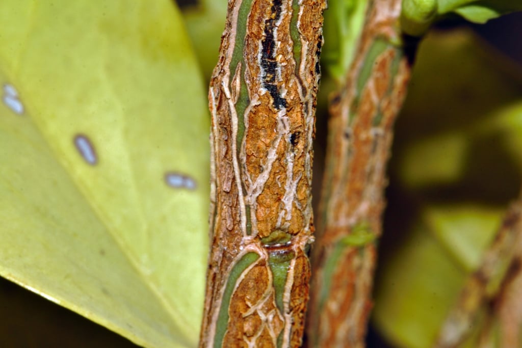 Olax obtusifolia Olax obtusifolia