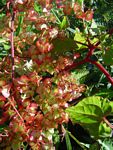 Rumex sagittatus