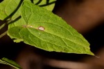 Rumex sagittatus