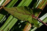 Rumex sagittatus