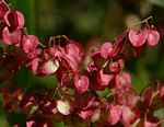 Rumex sagittatus