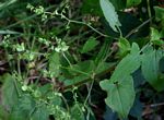 Rumex sagittatus