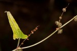 Rumex sagittatus