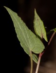 Rumex sagittatus