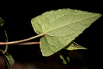 Rumex sagittatus