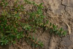 Polygonum plebeium