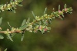 Polygonum plebeium