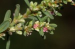 Polygonum plebeium