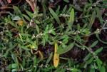 Polygonum plebeium