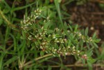 Polygonum plebeium