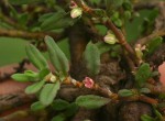 Polygonum plebeium