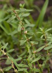 Polygonum plebeium