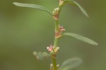 Polygonum plebeium