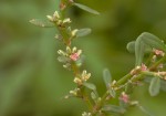 Polygonum plebeium