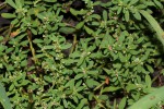 Polygonum plebeium