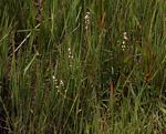 Persicaria strigosa