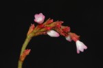 Persicaria strigosa