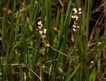 Persicaria strigosa