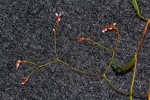 Persicaria strigosa