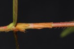 Persicaria strigosa