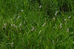 Persicaria madagascariensis