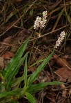 Persicaria madagascariensis