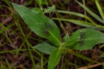 Persicaria madagascariensis