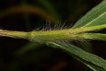 Persicaria madagascariensis