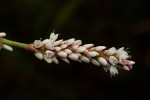 Persicaria madagascariensis