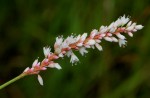 Persicaria madagascariensis