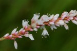 Persicaria madagascariensis